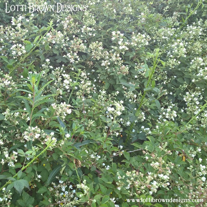 Blackberry patch 1