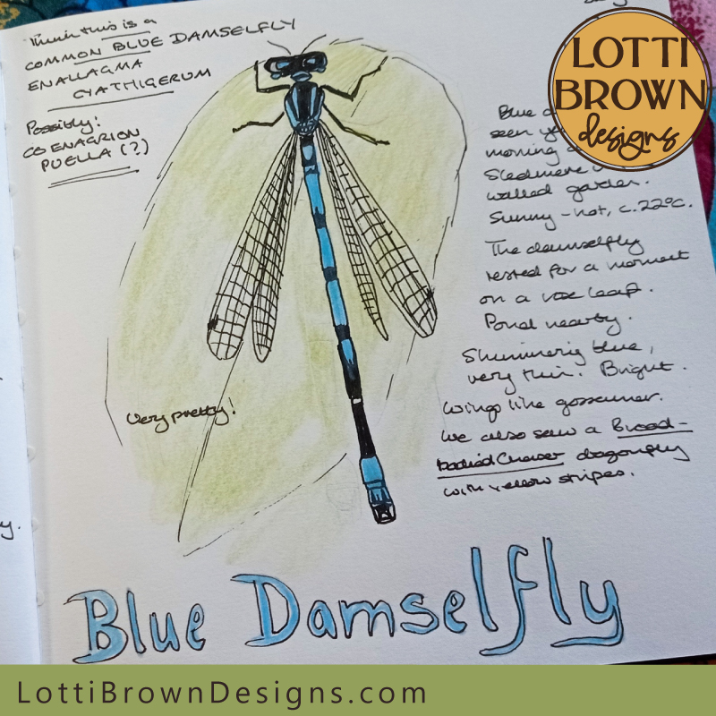 Blue Damselfly nature journal page