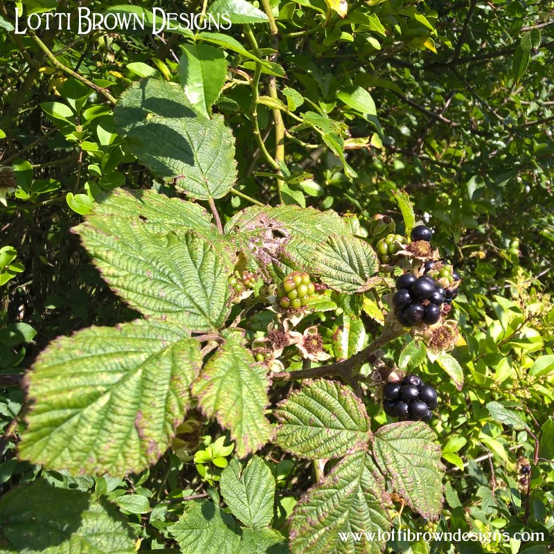 Bramble berries 1