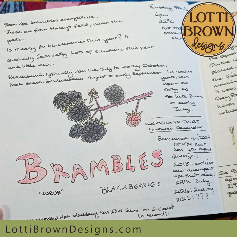 Brambles in August nature journal page