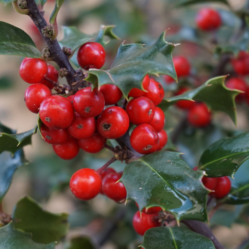 Bright red holly berries