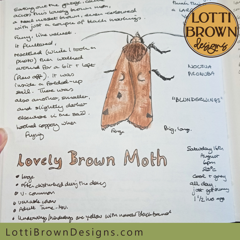 Brown moth nature journal page