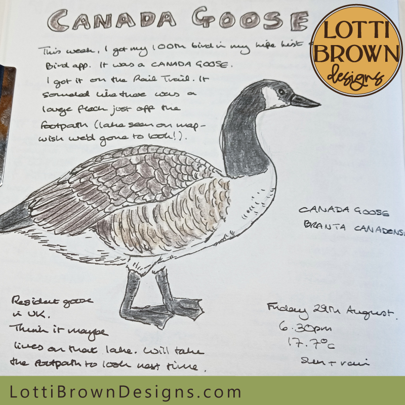 Canada Goose nature journal page