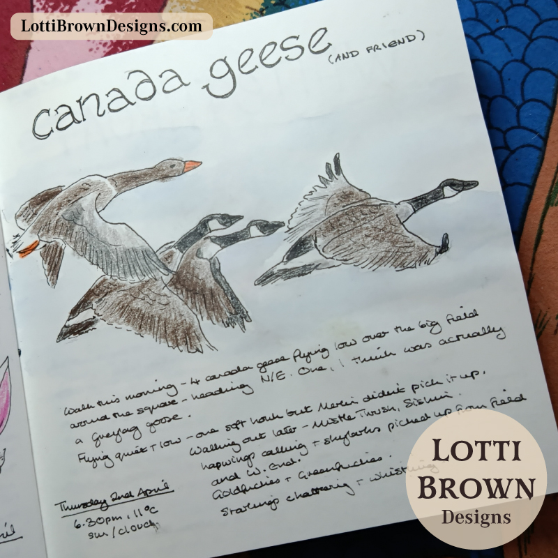 Canada geese nature journal page