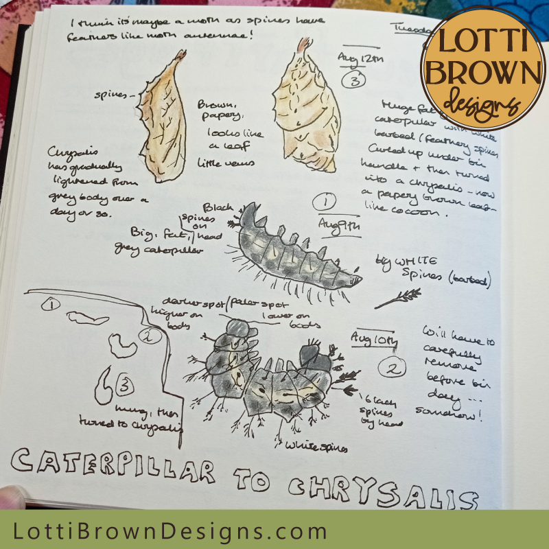 Caterpillar to chrysalis nature journal page