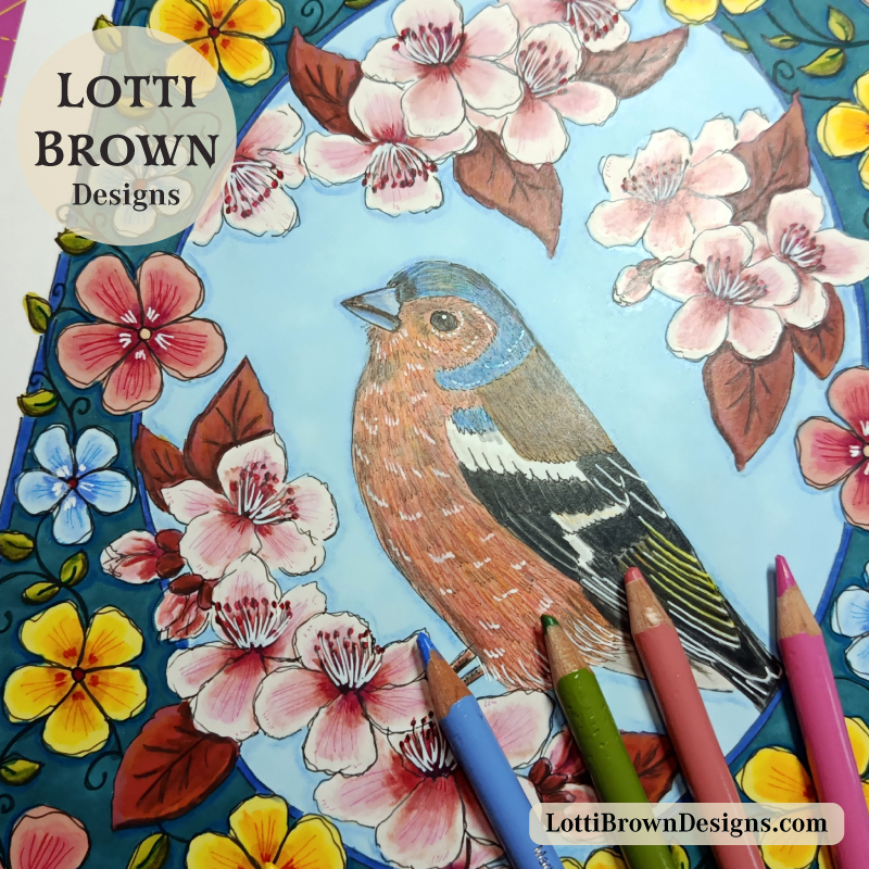 Chaffinch coloured pencil illustration