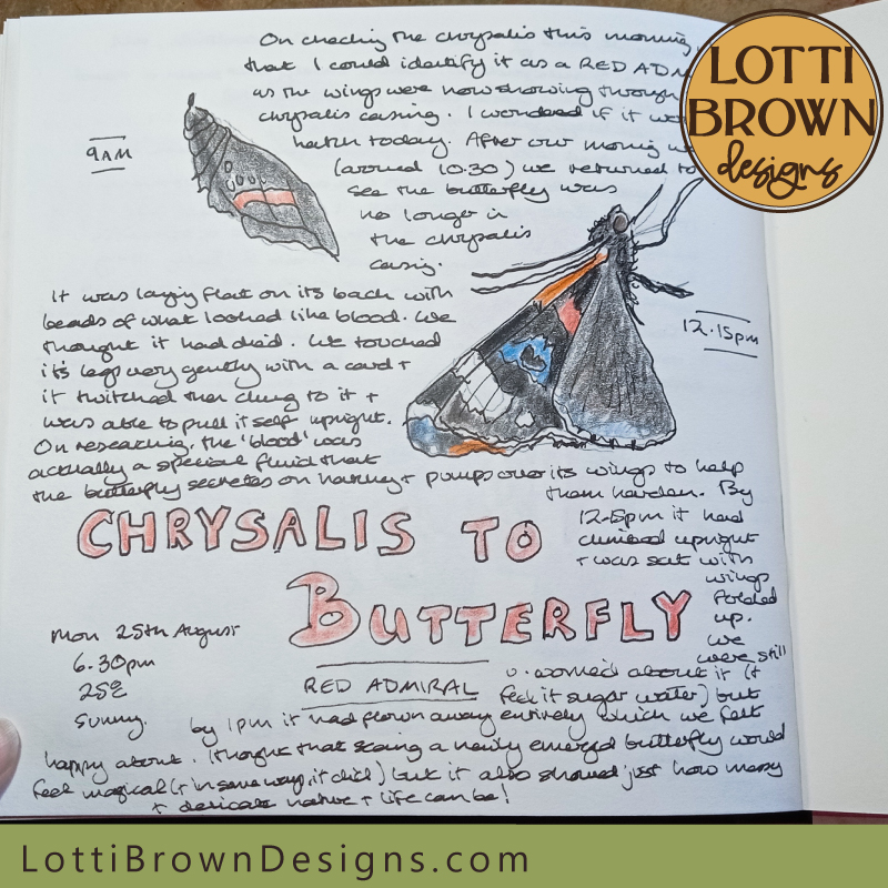 Chrysalis to butterfly nature journal page