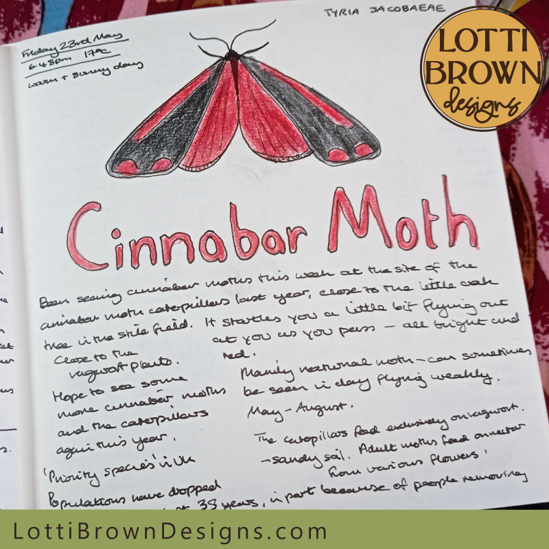 Cinnabar moth nature journal page