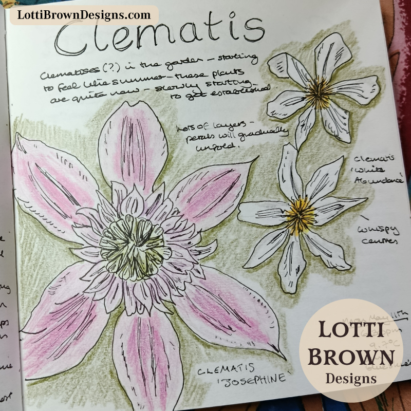 Clematis flowers nature journal page