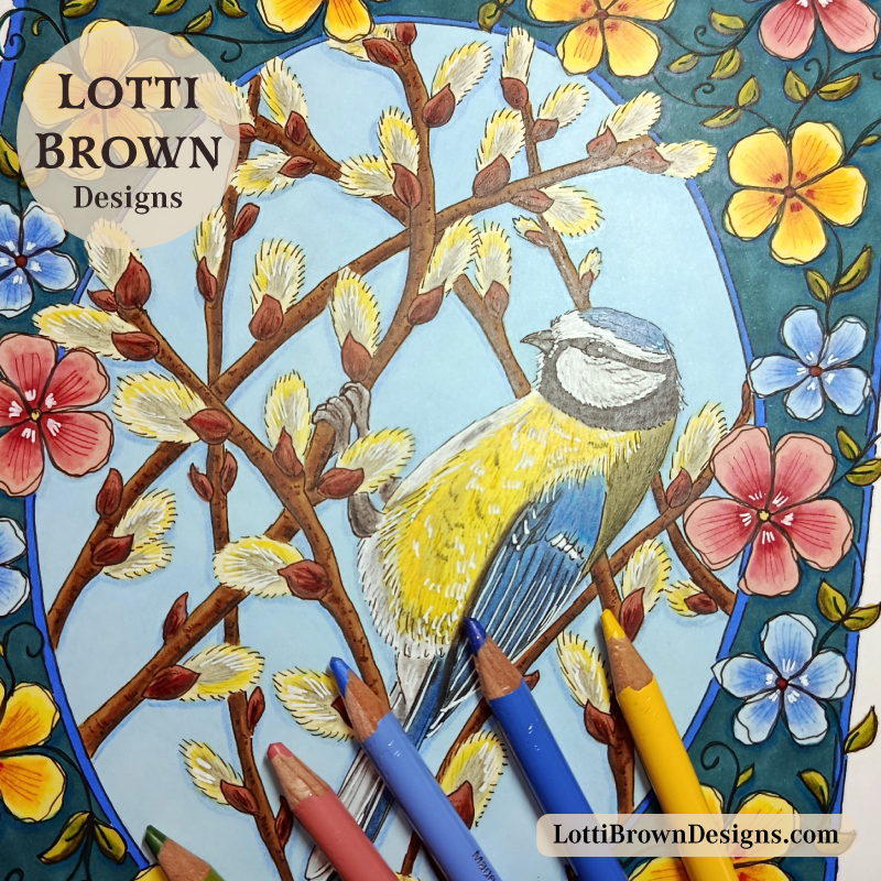 Blue tit art - hand-drawn in coloured pencil and pen