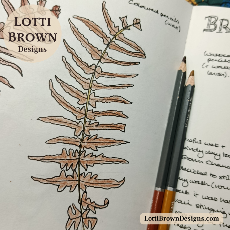 Bracken drawn with coloured pencils
