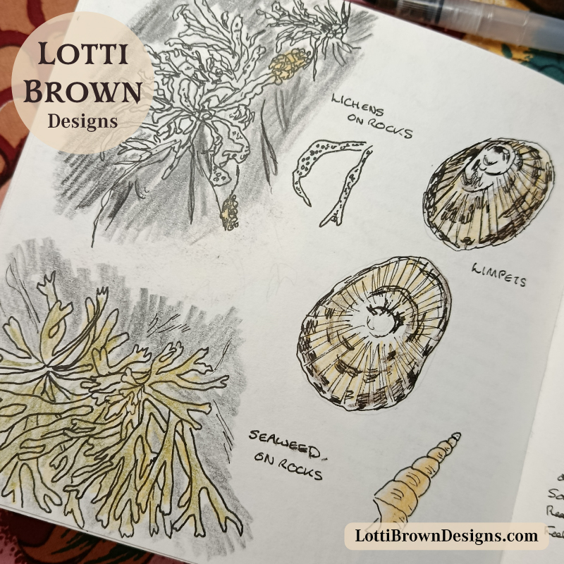 Nature journaling with coloured pencils - seaweed and shells