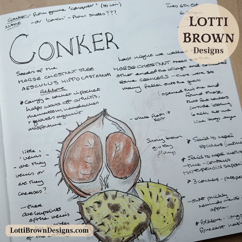 Conker sketch in my nature journal