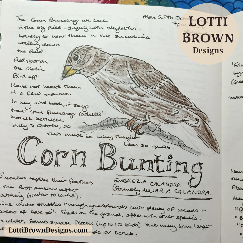 Corn bunting in my nature journal