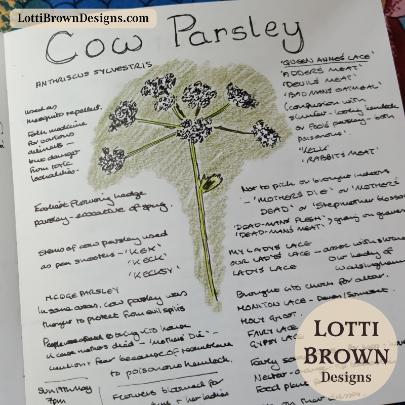 Cow parsley drawing in my nature journal forMay