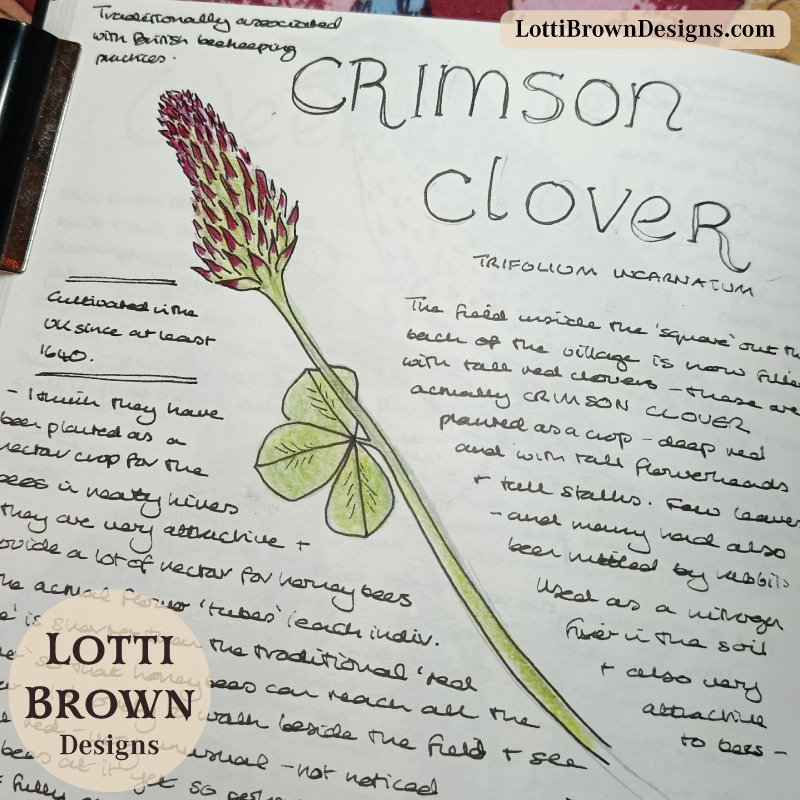 Crimson clover nature journal sketch