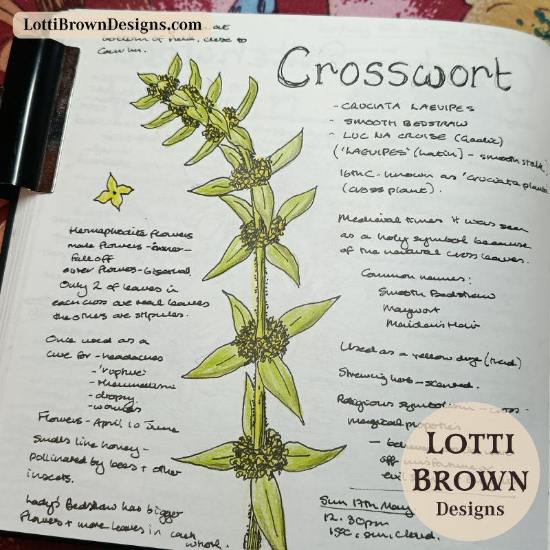Crosswort wildflower nature journal page