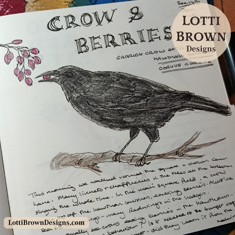 Nature journal page of crow eating winter berries