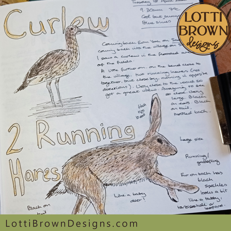 Curlew and hares nature journal page
