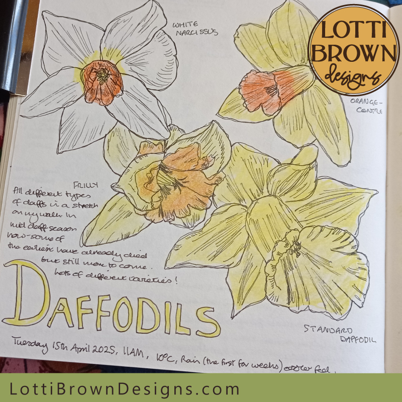 Daffodils varieties nature journal page
