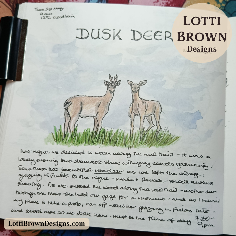 Deer at dusk, captured in my May nature journal