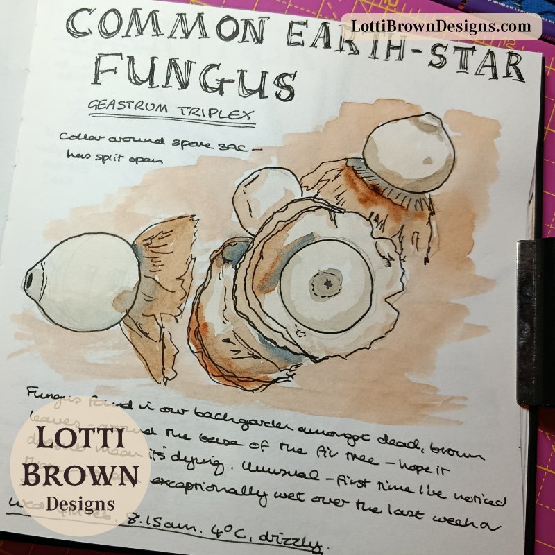 Earth Star Fungus in my nature journal