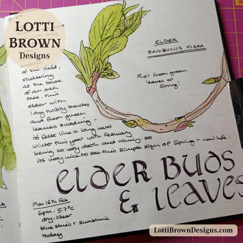 Elder buds and leaves - fresh green signifying Spring is on its way - drawn in my nature journal