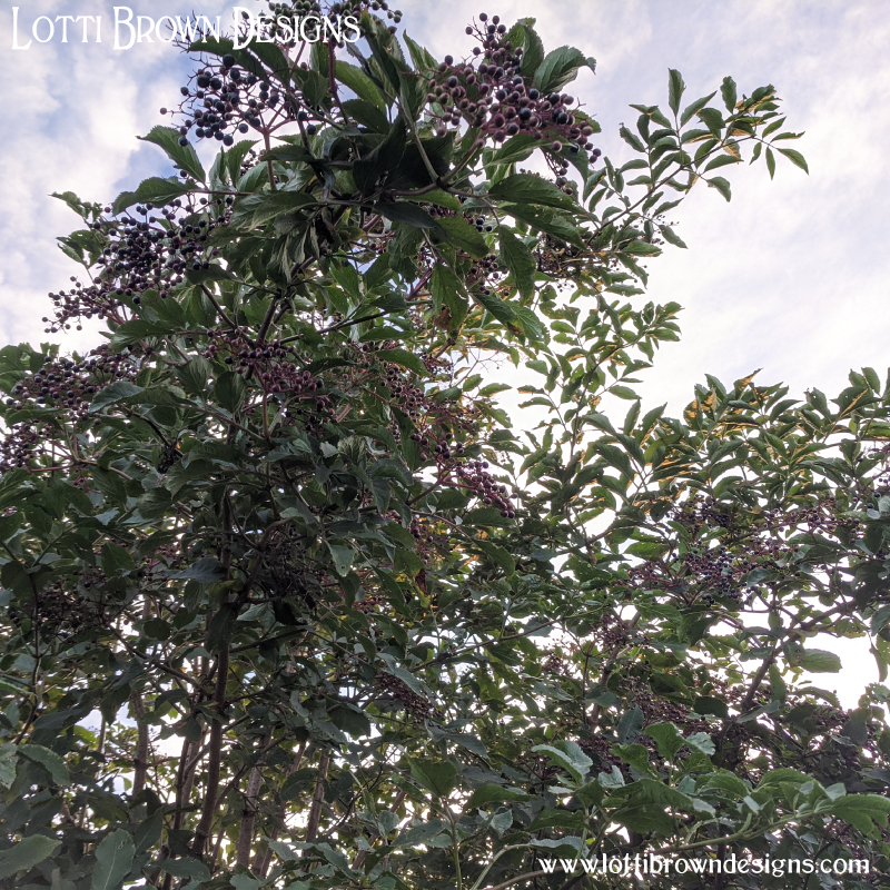 Elder berries on an elder tree 01