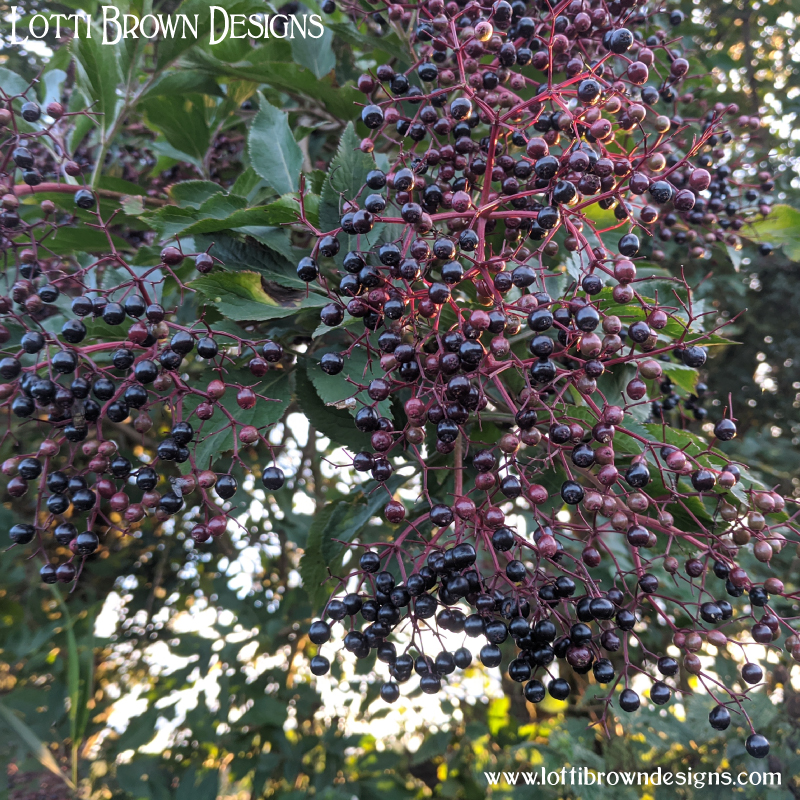 Elder berries 04