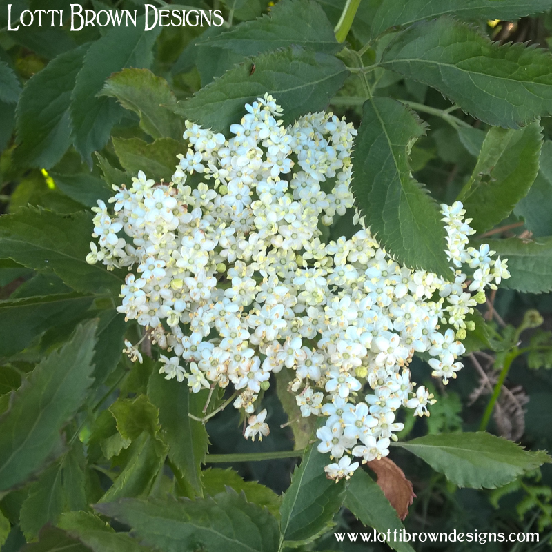 Elder flowers 10