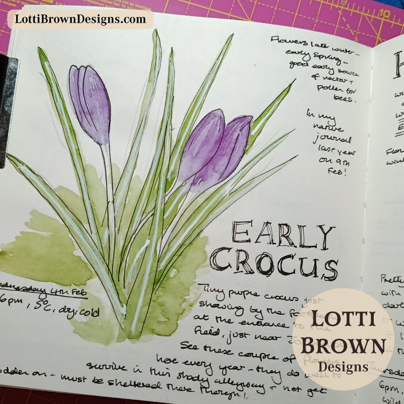 Early purple crocus in my nature journal