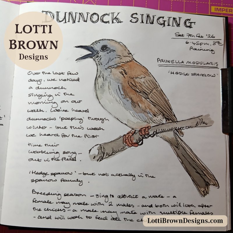 Dunnock singing - drawn in my February nature journal