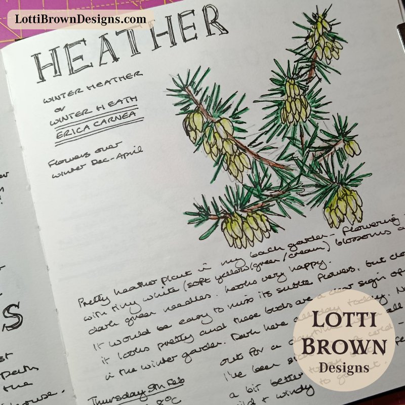 February flowering Heather in my nature journal