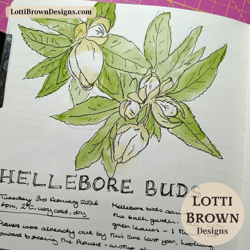 February Hellebore buds, sketched in my nature journal