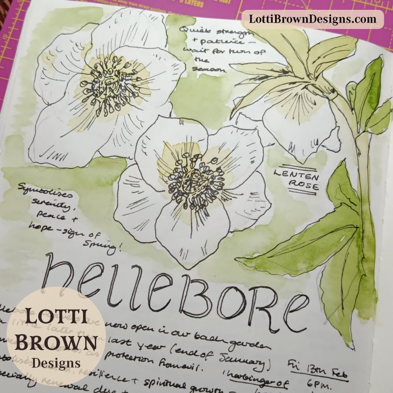 February Hellebore Flowers drawn in my nature journal