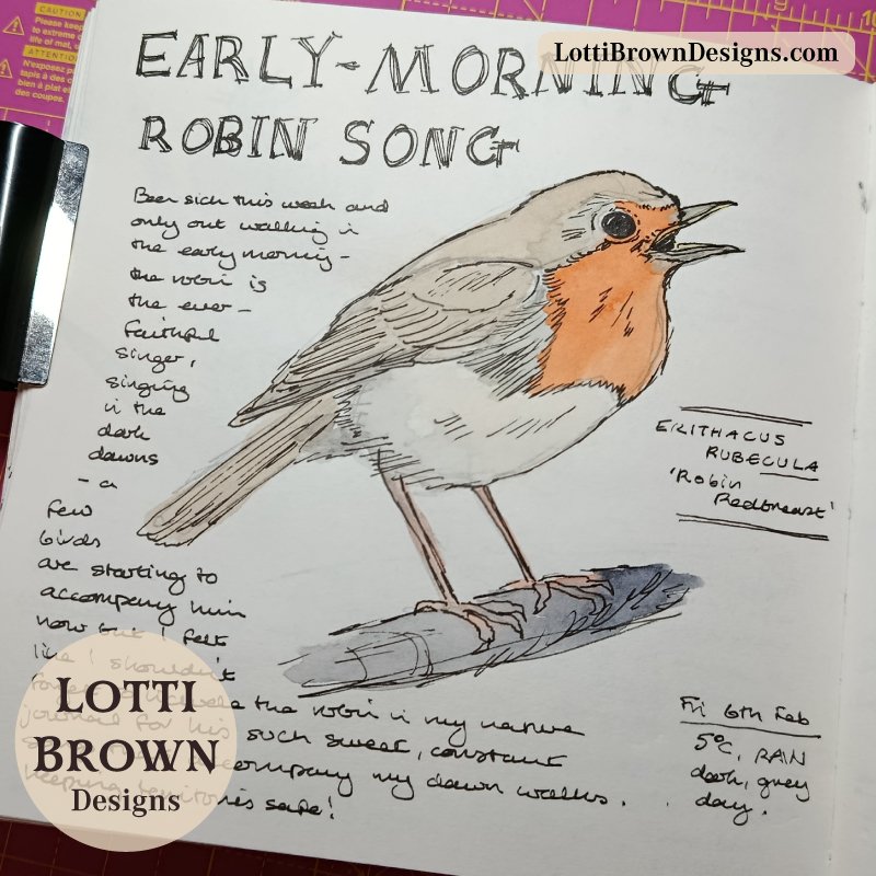 Robins are paired up in my garden - birdsong in my nature journal in February