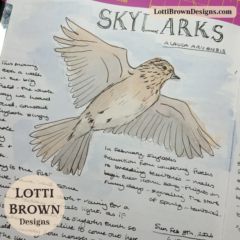 Recording skylarks in my February nature journaling