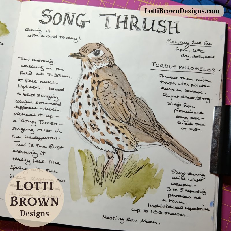 February bird song in my nature journal - Song Thrush