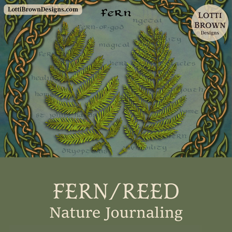 Fern nature journaling