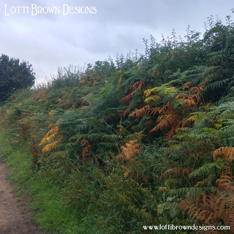 Ferns Ferns photo