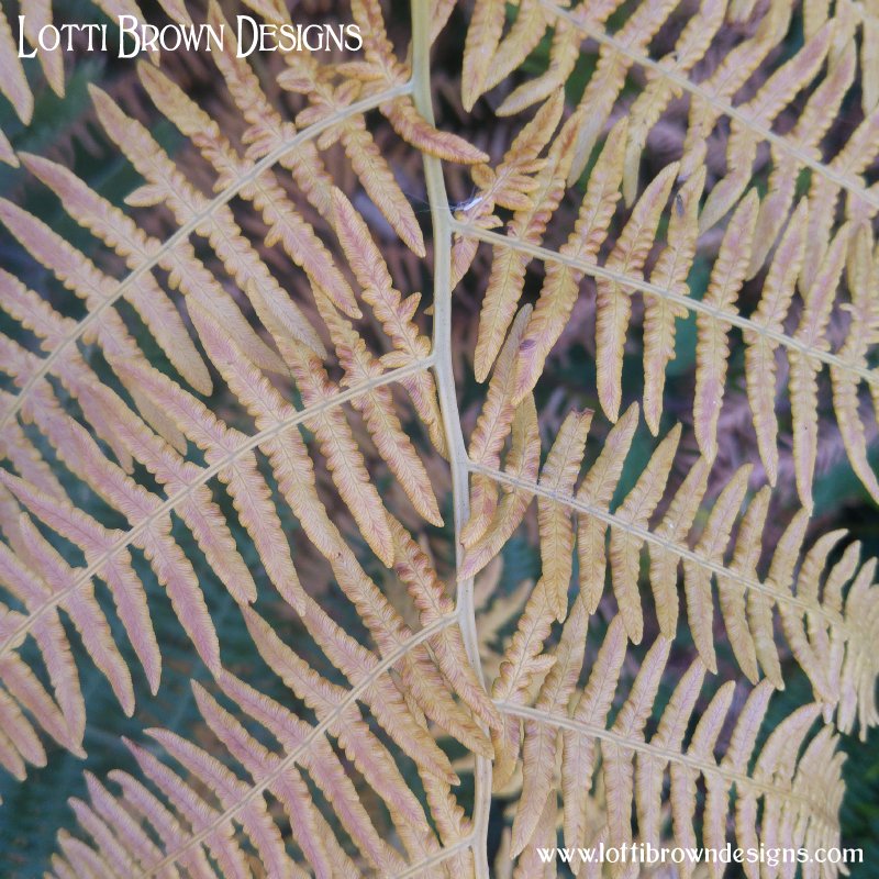 Fern Ferns photo 12