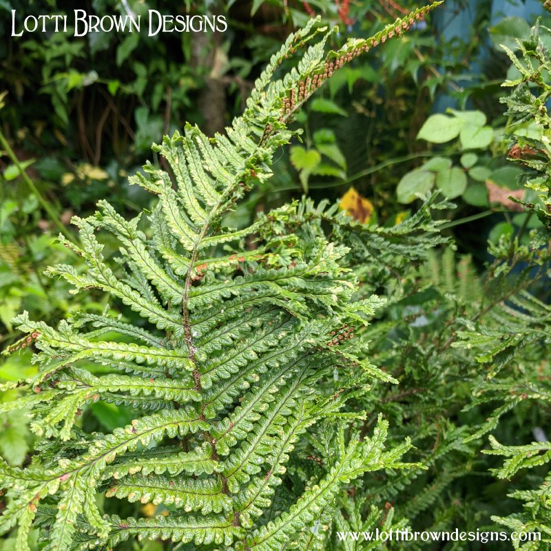 Fern Ferns photo 3