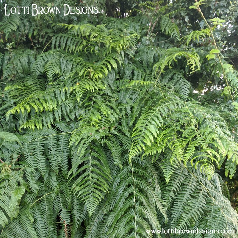 Ferns Ferns photo 5