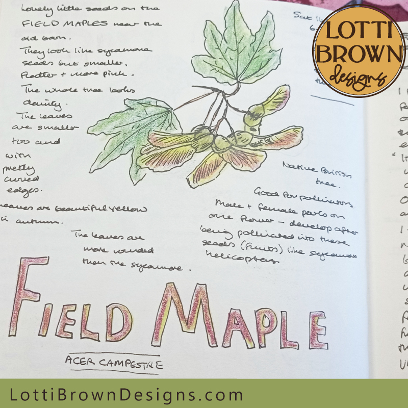 Field maple nature journal page