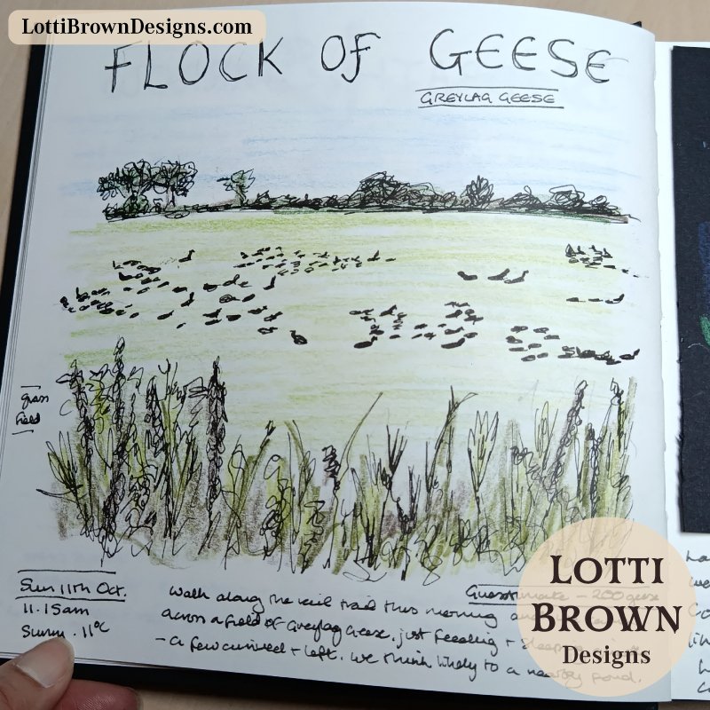 Flock of geese sketch, nature journal page