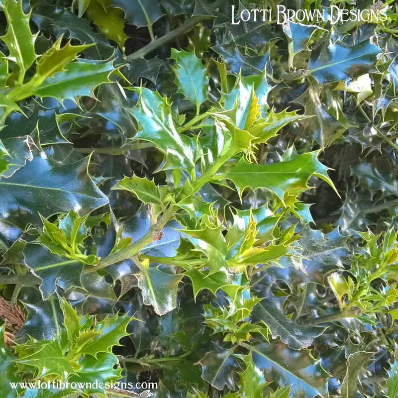 Young holly leaves