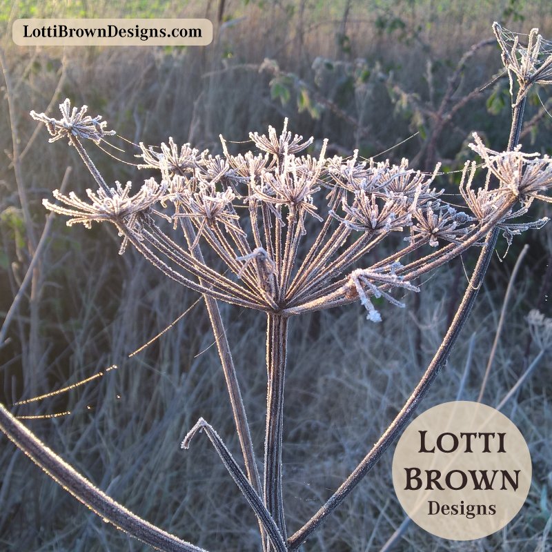 Frost covered seedhead - quiet moments of noticing nature