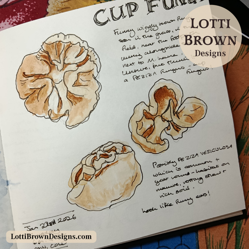 Watercolour fungi drawing in my nature journal