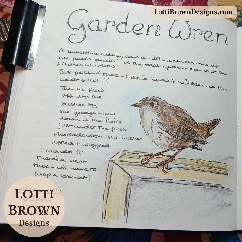 Garden wren recorded in my nature journal for May