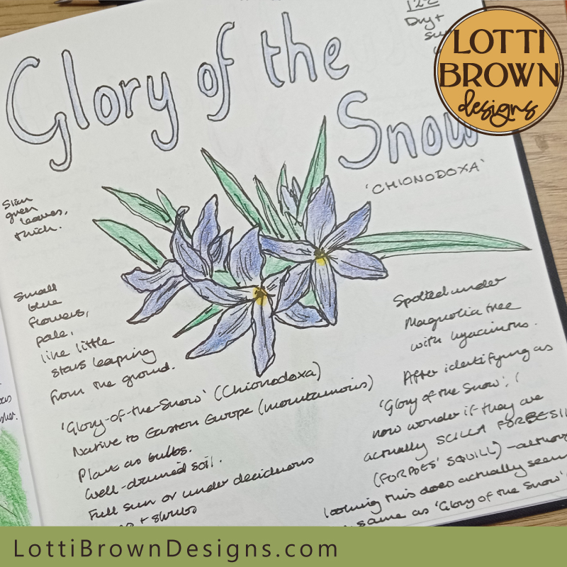 Glory of the Snow nature journal page